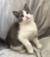 Spirit KITTEN