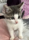 Spritz KITTEN