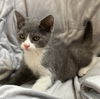 Spark KITTEN