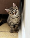 Huck KITTEN