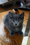 Gatsby KITTEN