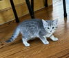 Ghost KITTEN