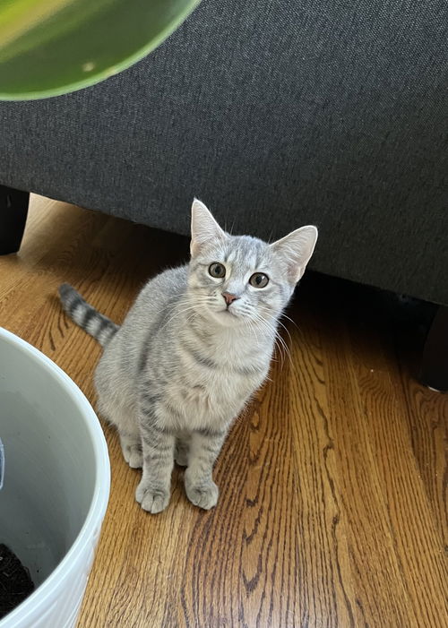 Ghost KITTEN