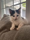 Panda KITTEN