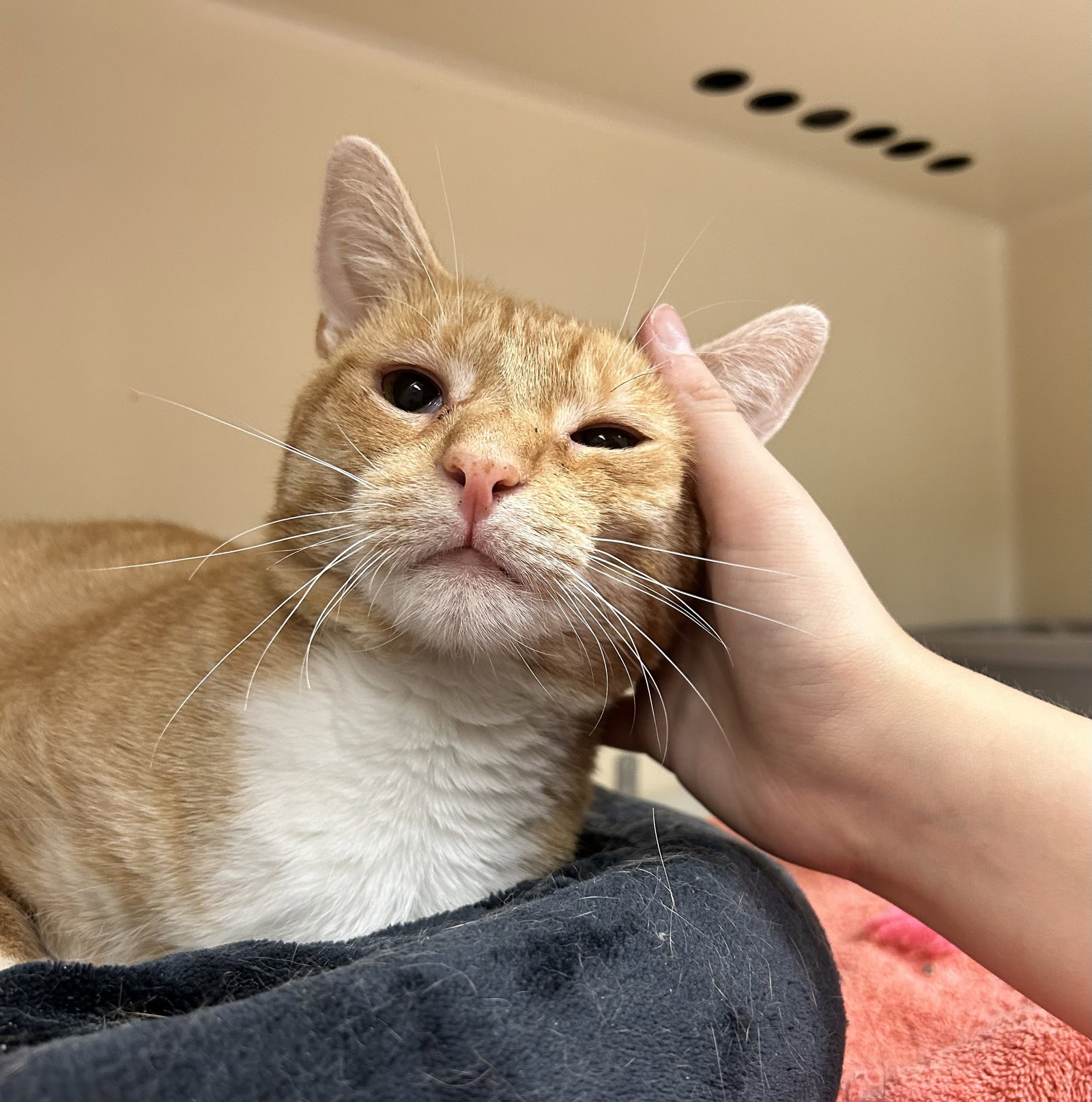Cats for Adoption in The Bronx, New York Alpha Paw