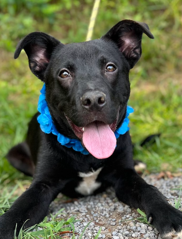 Dog For Adoption - Robert Scas, A Labrador Retriever In Wyckoff, Nj 