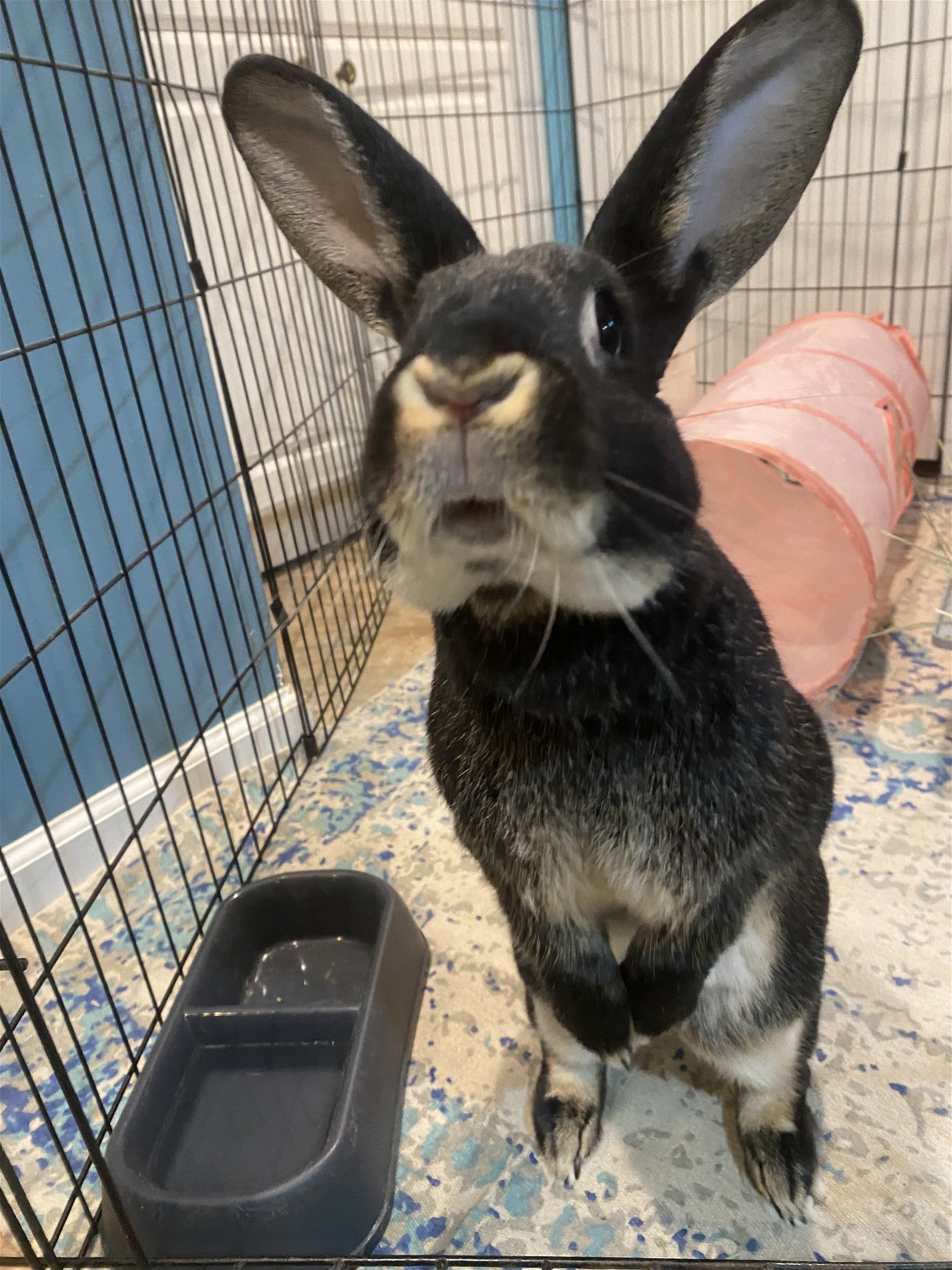 adoptable Rabbit in Rockaway, NJ named Butter RABBIT