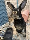 adoptable Rabbit in  named Butter RABBIT
