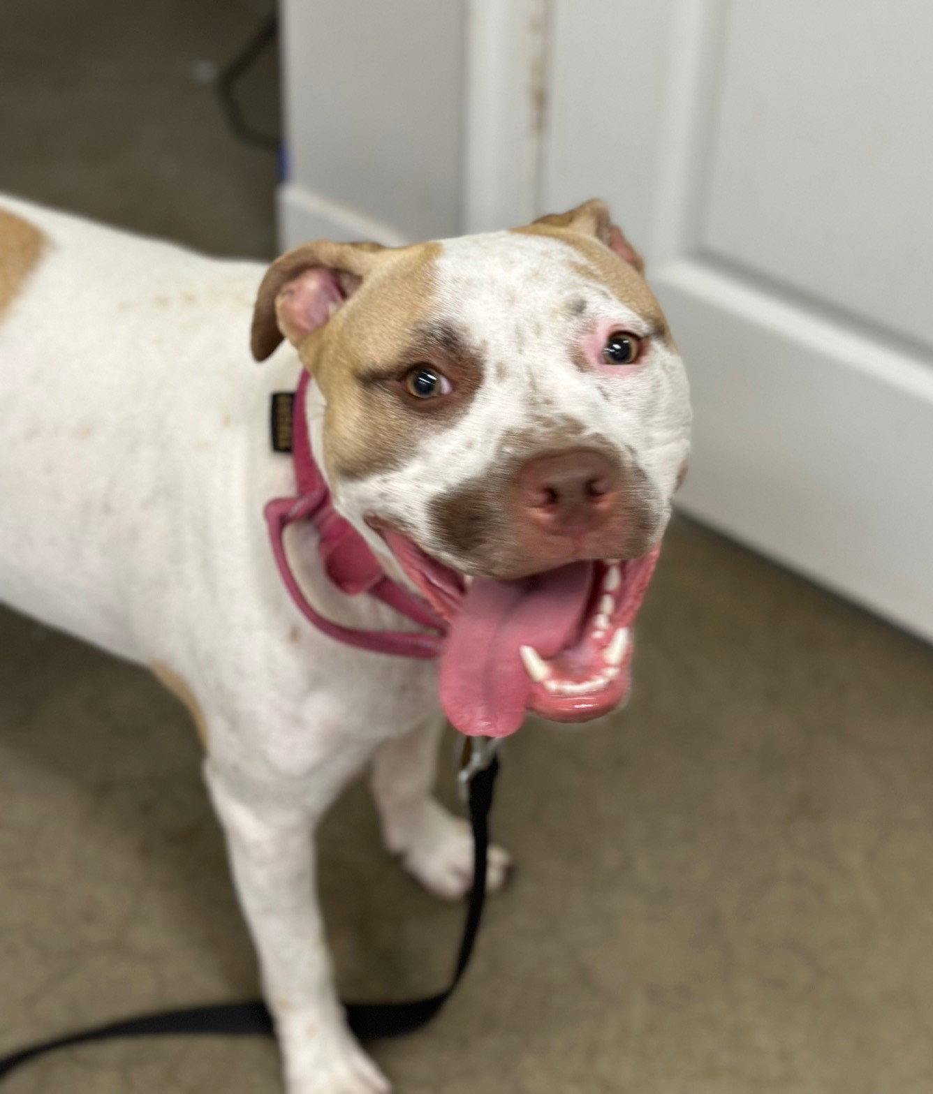 Dog for Adoption Sandy NJ, a American Staffordshire Terrier in Dobbs