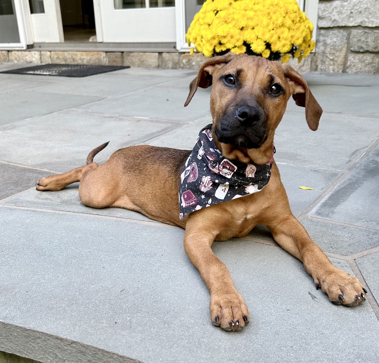 adoptable Dog in Rockaway, NJ named Zita aka Priscilla Barnwell