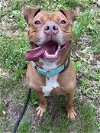 adoptable Dog in rockaway, NJ named Rusty Lizman
