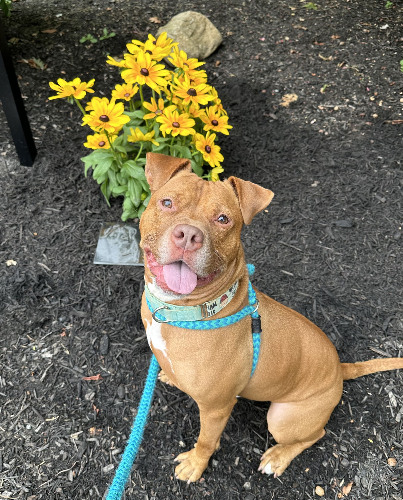 adoptable Dog in Rockaway, NJ named Rusty Lizman