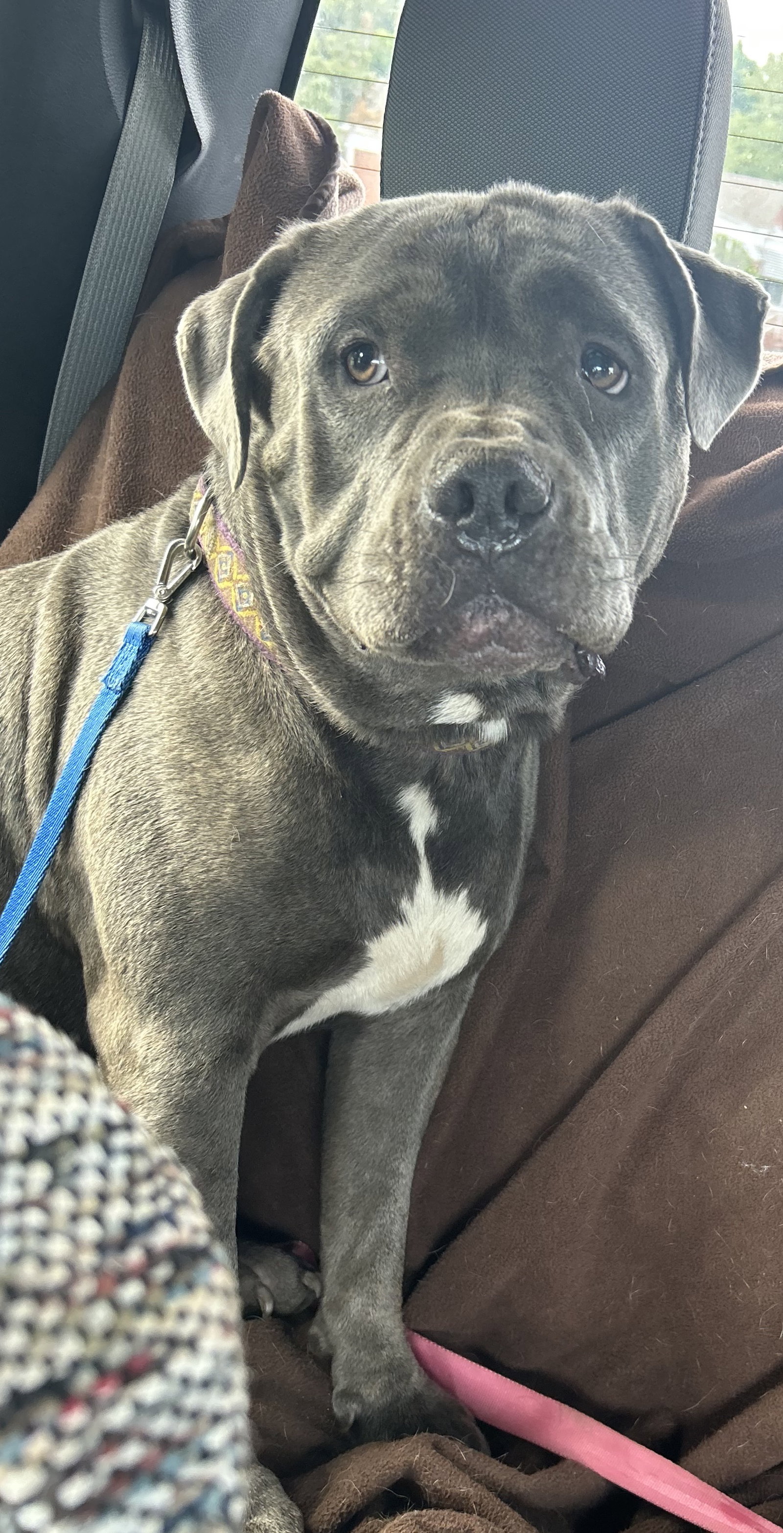 Dog for Adoption Otis NJ, a American Bulldog in Elmsford, NY Alpha Paw