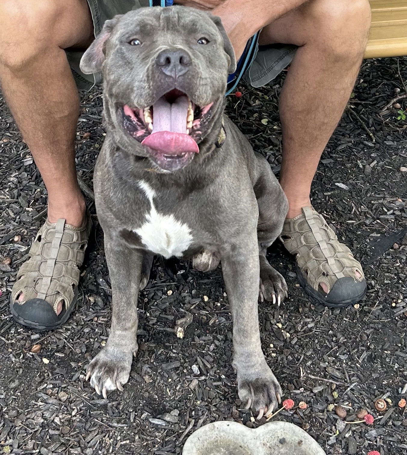 Dog for Adoption - Otis NJ, a American Bulldog in Elmsford, NY | Alpha Paw