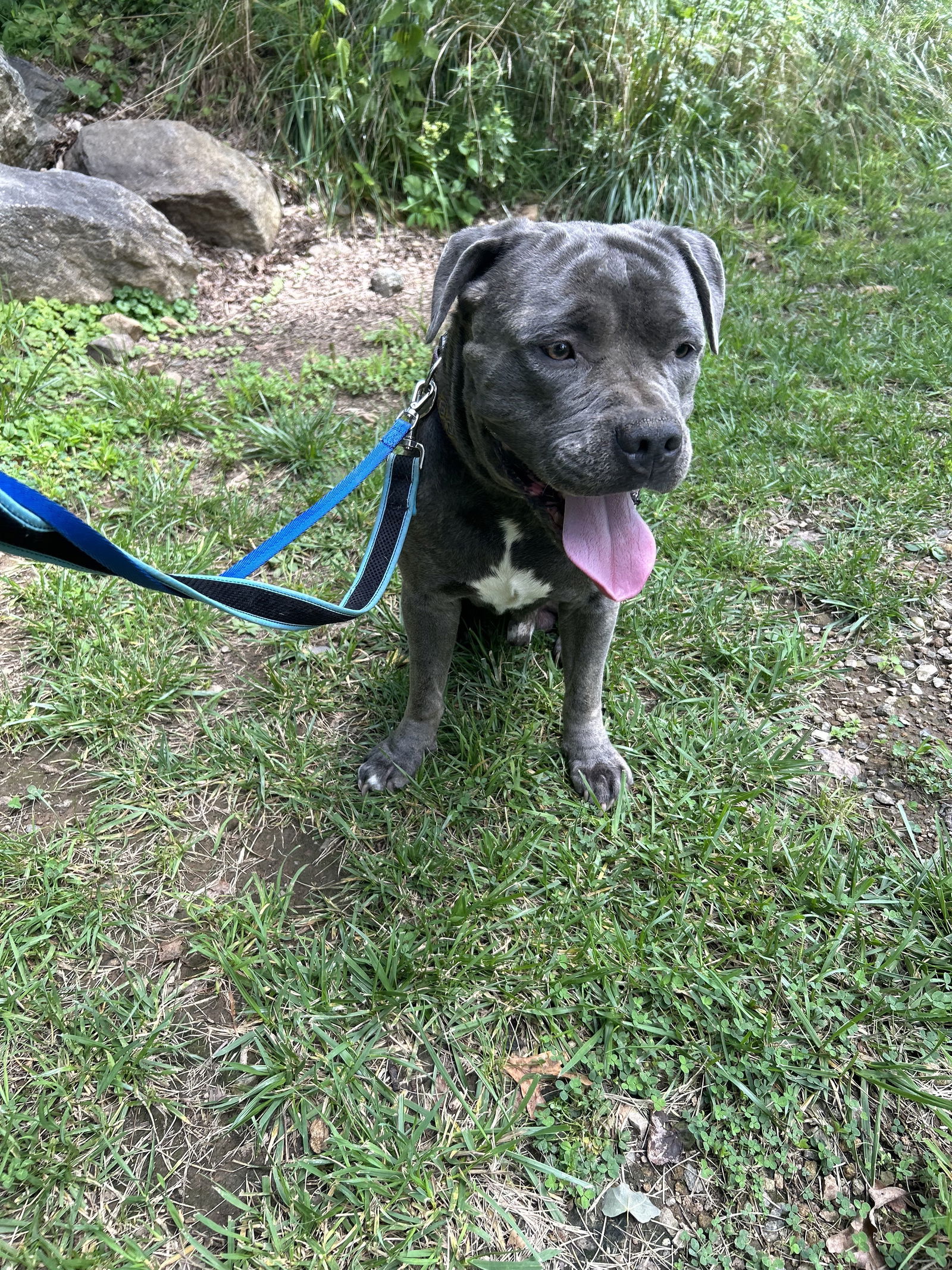 Dog for Adoption - Otis NJ, a American Bulldog in Elmsford, NY | Alpha Paw