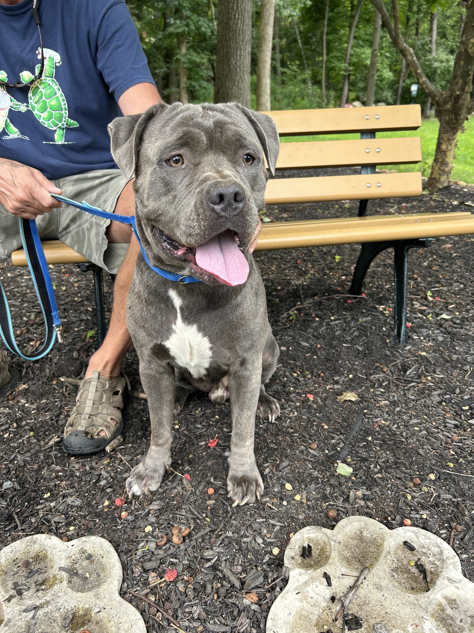 Dog for Adoption Otis NJ, a American Bulldog in Elmsford, NY Alpha Paw