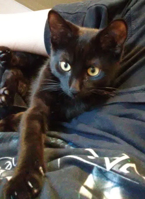 Ajay KITTEN
