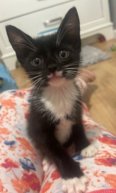 Dexter KITTEN
