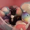 Dexter KITTEN