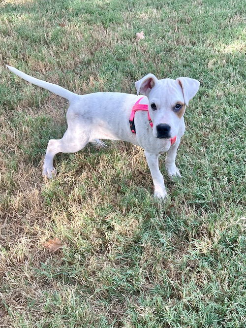 Leonardo (DEAF) Lonestar