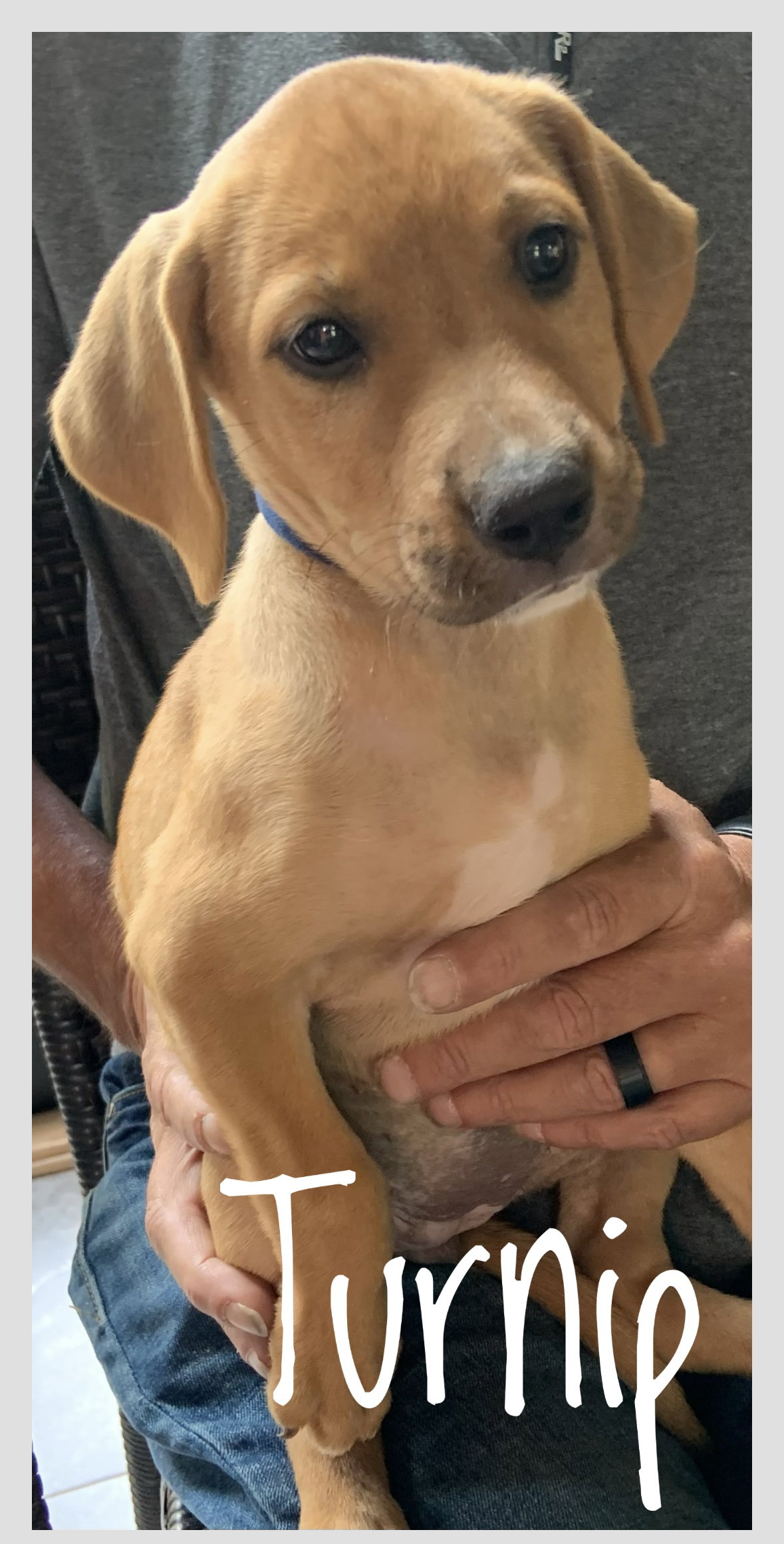 Dog for Adoption Turnip Lonestar, a Labrador Retriever in Morris