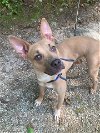 adoptable Dog in rockaway, NJ named Rosie Barkville