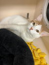 adoptable Cat in Rockaway, NJ named Cyrus RM