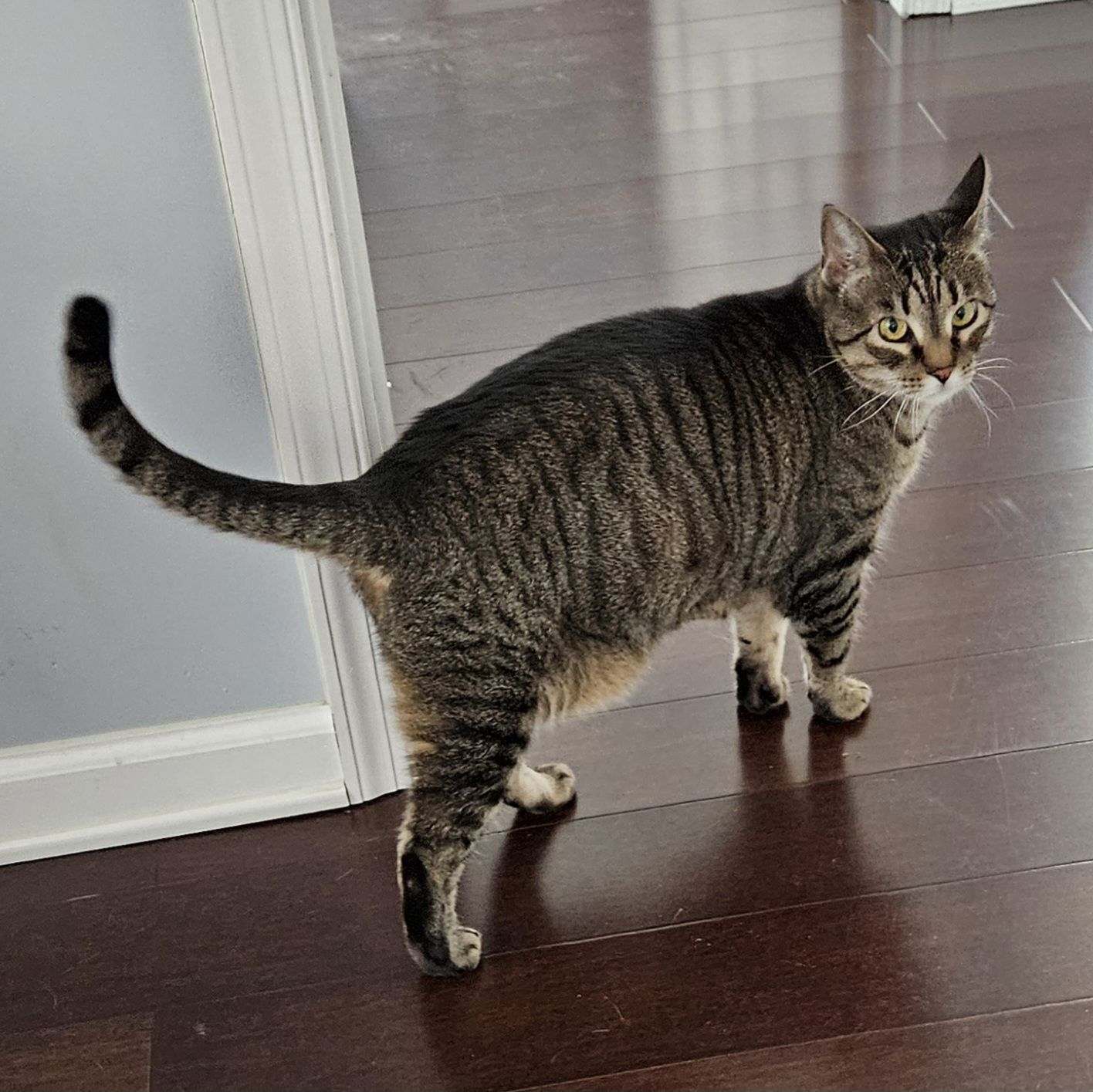 adoptable Cat in Rockaway, NJ named Melody