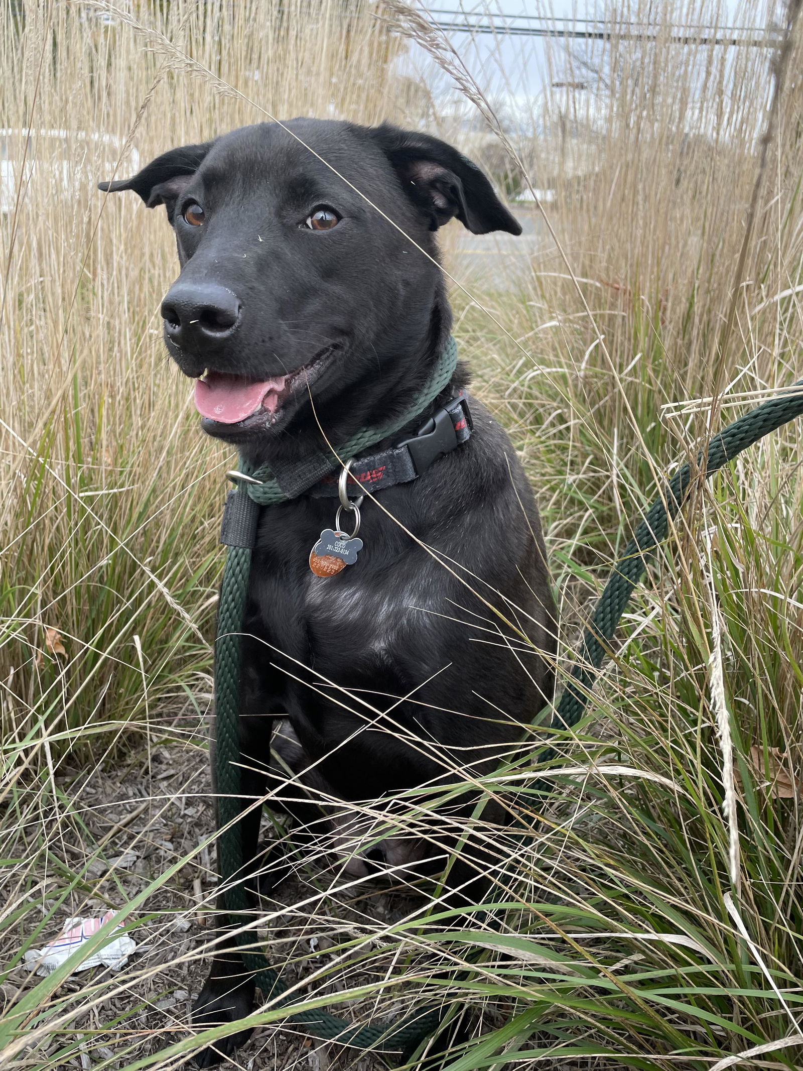 Dog for Adoption Coco Man NJ, a Black Labrador Retriever in Florham