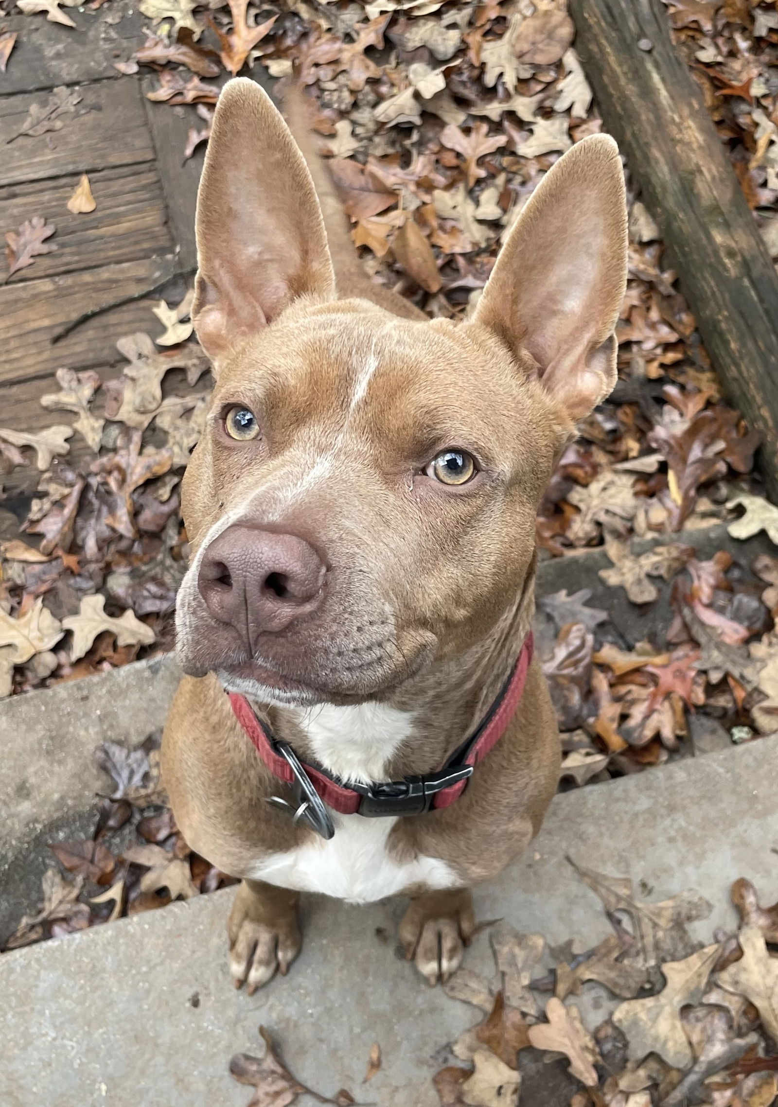 adoptable Dog in Rockaway, NJ named Jake Lizman