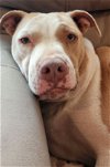 adoptable Dog in randolph, NJ named XP Jelly - South Plainfield, NJ