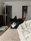 adoptable Cat in rockaway, NJ named Baby