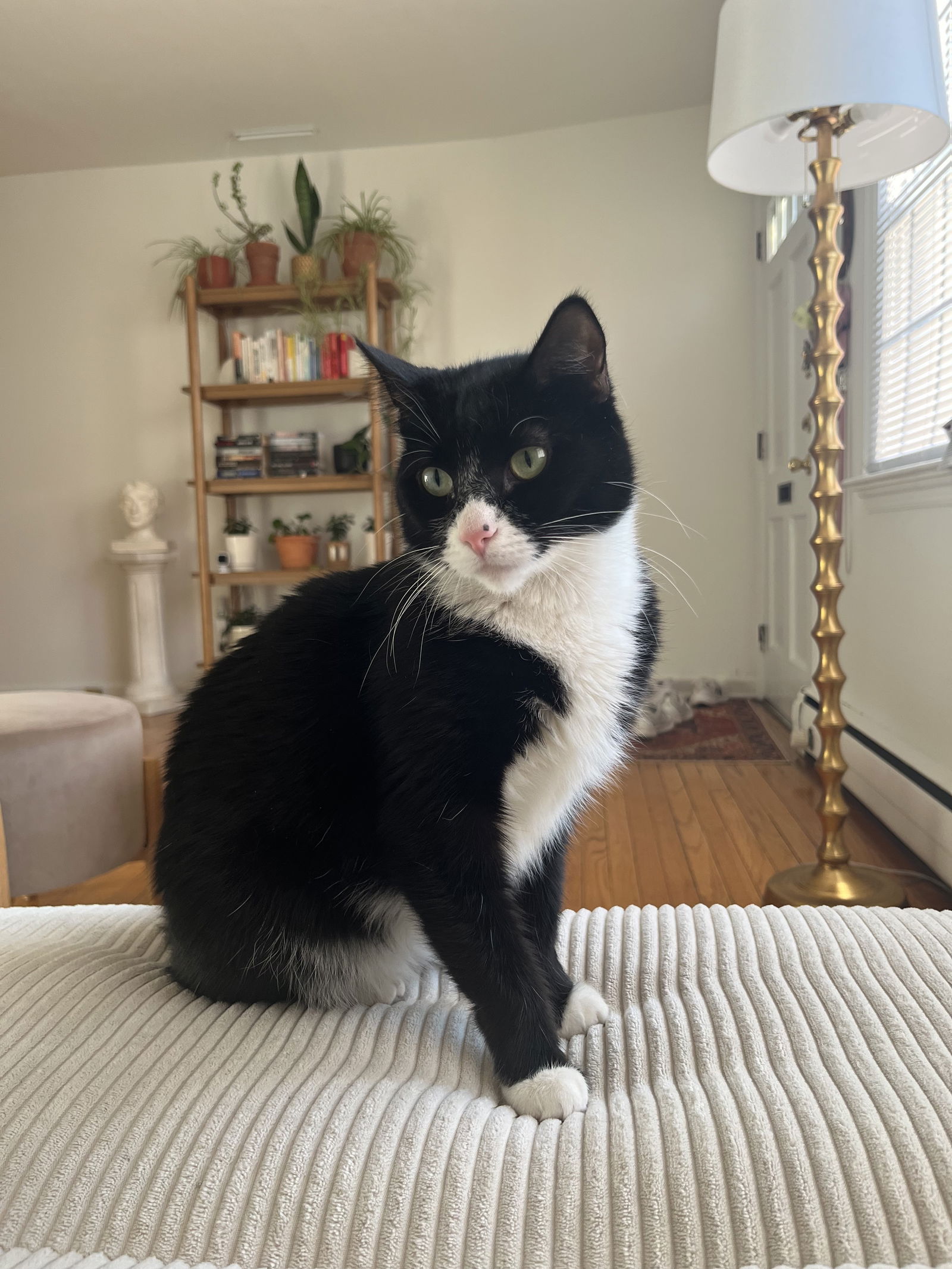 adoptable Cat in Rockaway, NJ named Mama