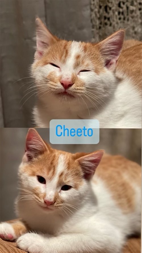 Cheeto KITTEN