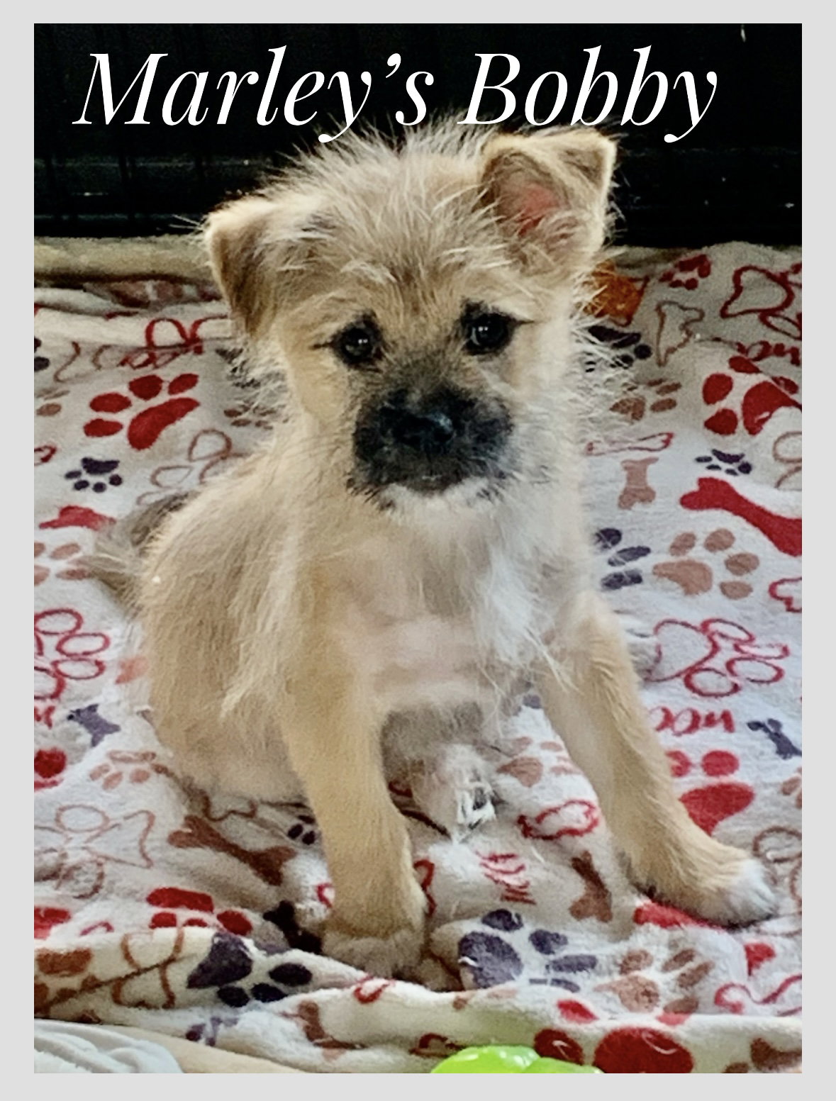Dog for Adoption Marley's Bobby Lonestar, a Shih Tzu in Dover, NJ