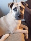 adoptable Dog in randolph, NJ named XP Cane - Metuchen, NJ