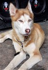 adoptable Dog in  named XP Cleopatra, Neffertiti, Cesar, Hercules/Newark