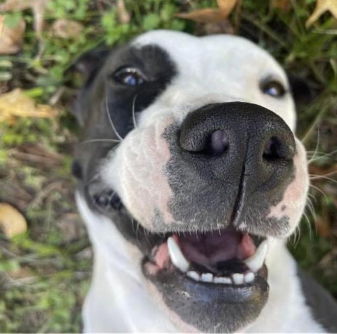 adoptable Dog in Randolph, NJ named Korra Lonestar