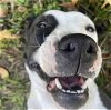 adoptable Dog in , NJ named Korra Lonestar