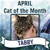 adoptable Cat in rockaway, NJ named Tabby RM
