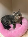 adoptable Cat in , NJ named Ivanna RM