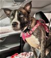 adoptable Dog in randolph, NJ named XP Valkyrie (Kyrie) - NJ