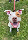 adoptable Dog in Rockaway, NJ named McGee Lonestar