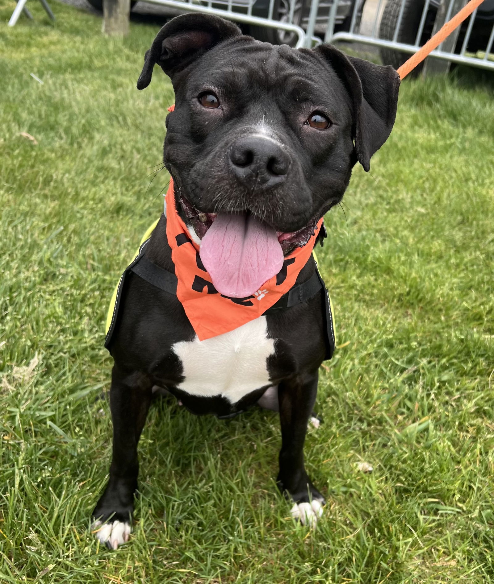 adoptable Dog in Rockaway, NJ named Lolly NJ