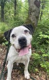 adoptable Dog in rockaway, NJ named ChooChoo Barkville