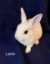 adoptable Rabbit in rockaway, NJ named Lamb RABBIT KIT