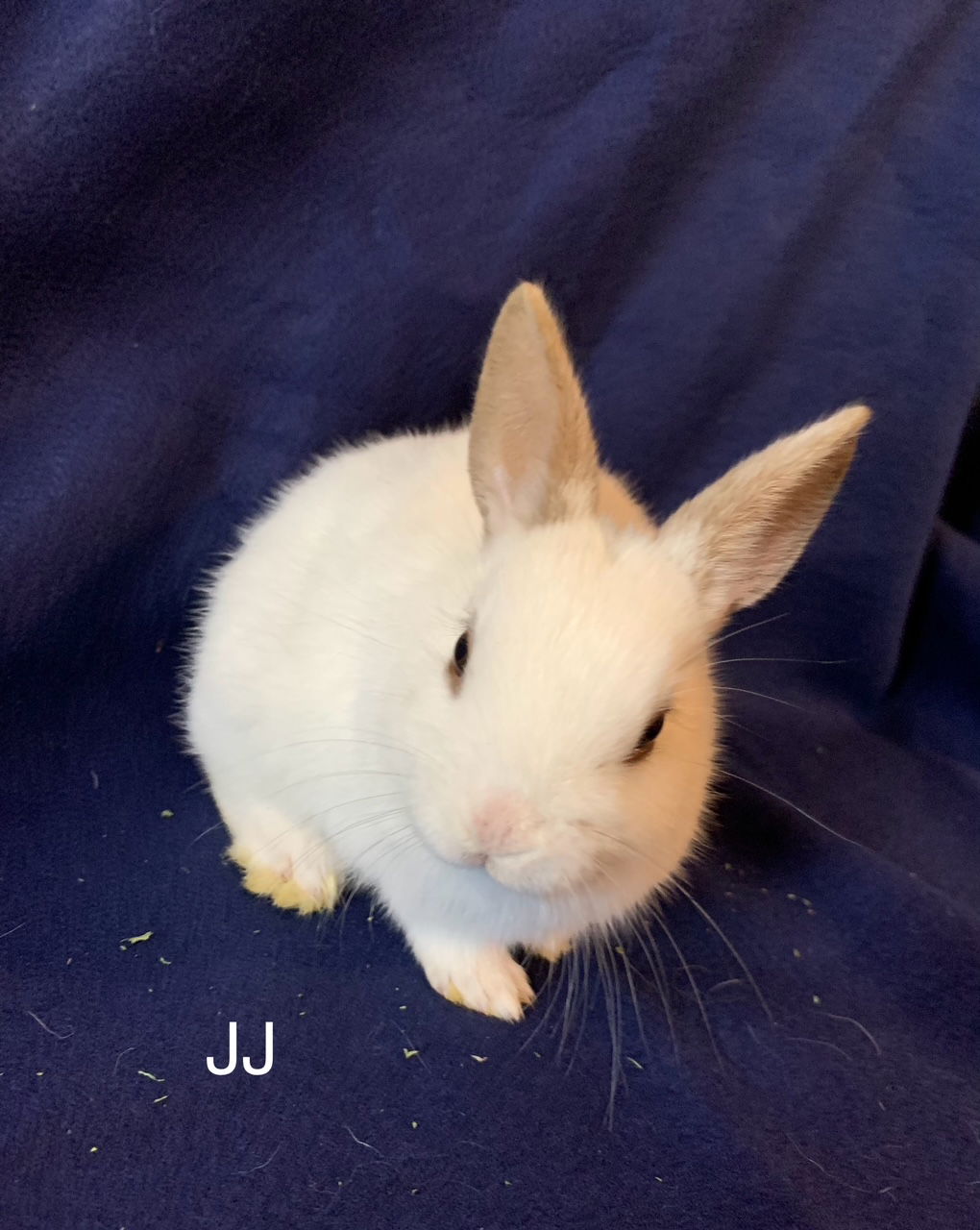 adoptable Rabbit in Rockaway, NJ named JJ RABBIT KIT