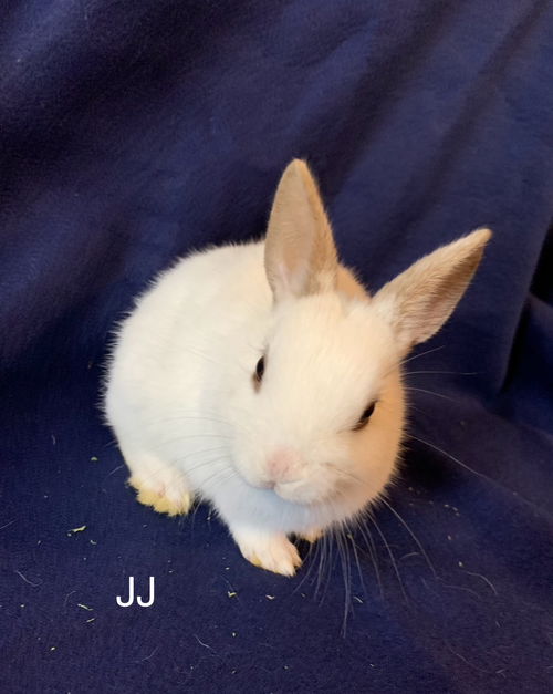 JJ RABBIT KIT