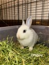 adoptable Rabbit in rockaway, NJ named Chippy RABBIT KIT