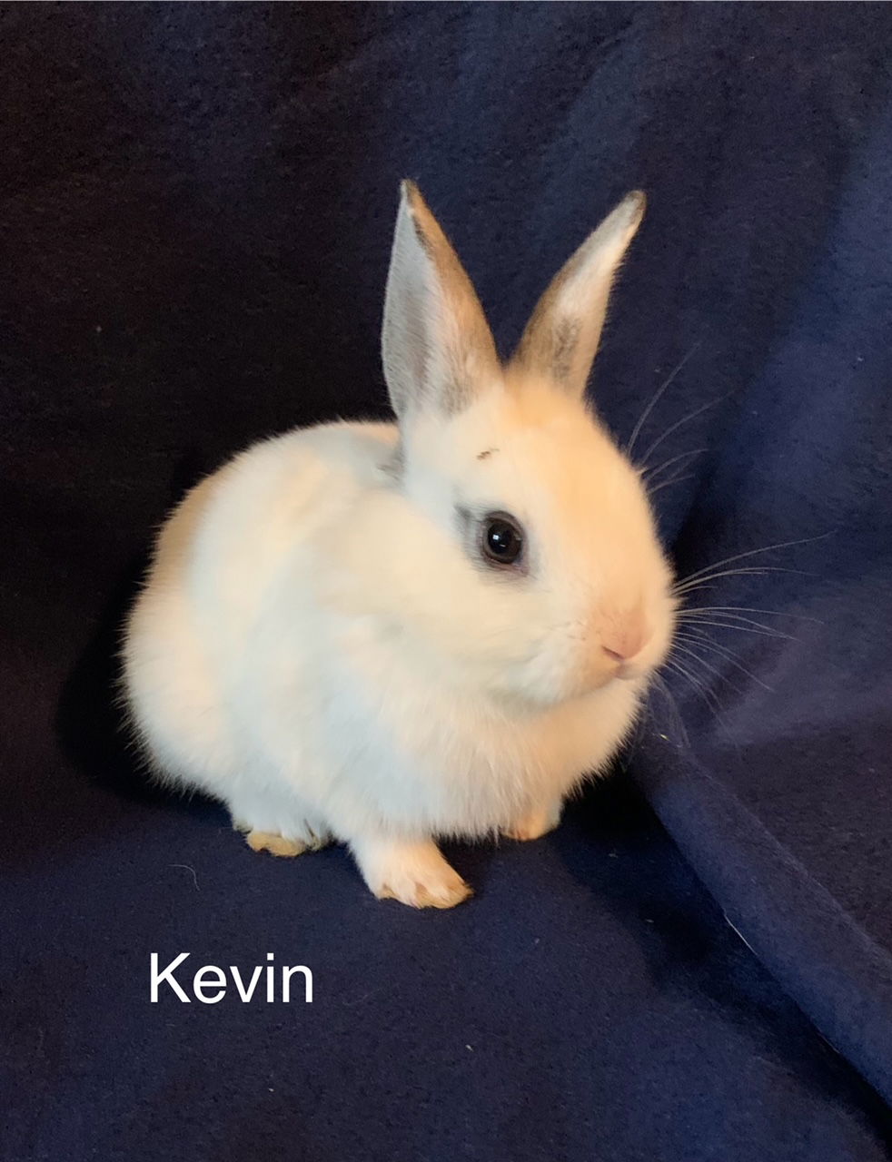 adoptable Rabbit in Rockaway, NJ named Kevin RABBIT KIT